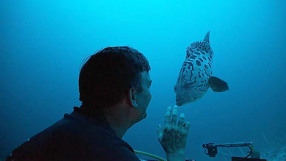 Coming face-to-face with large fish inside a Triton submersible