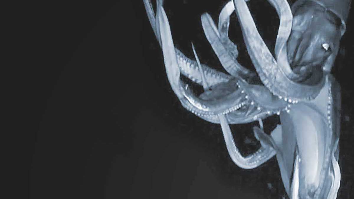 Giant Squid filmed by Triton sub and NK