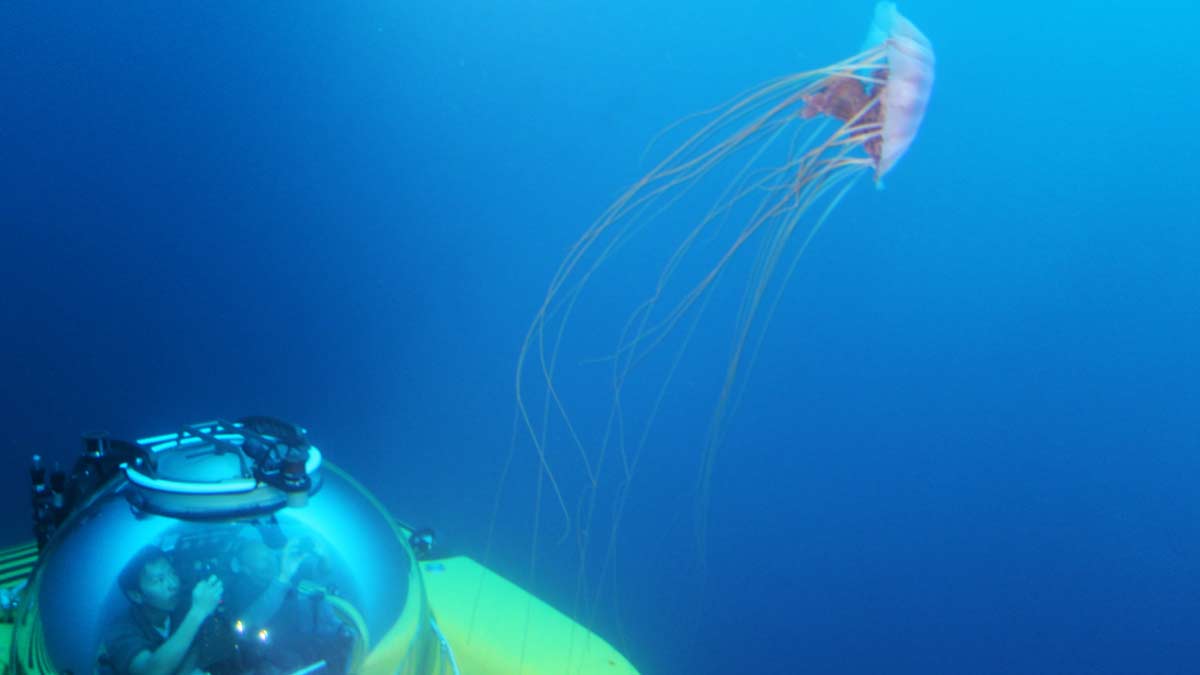 Large jelly swims by a Triton submersible