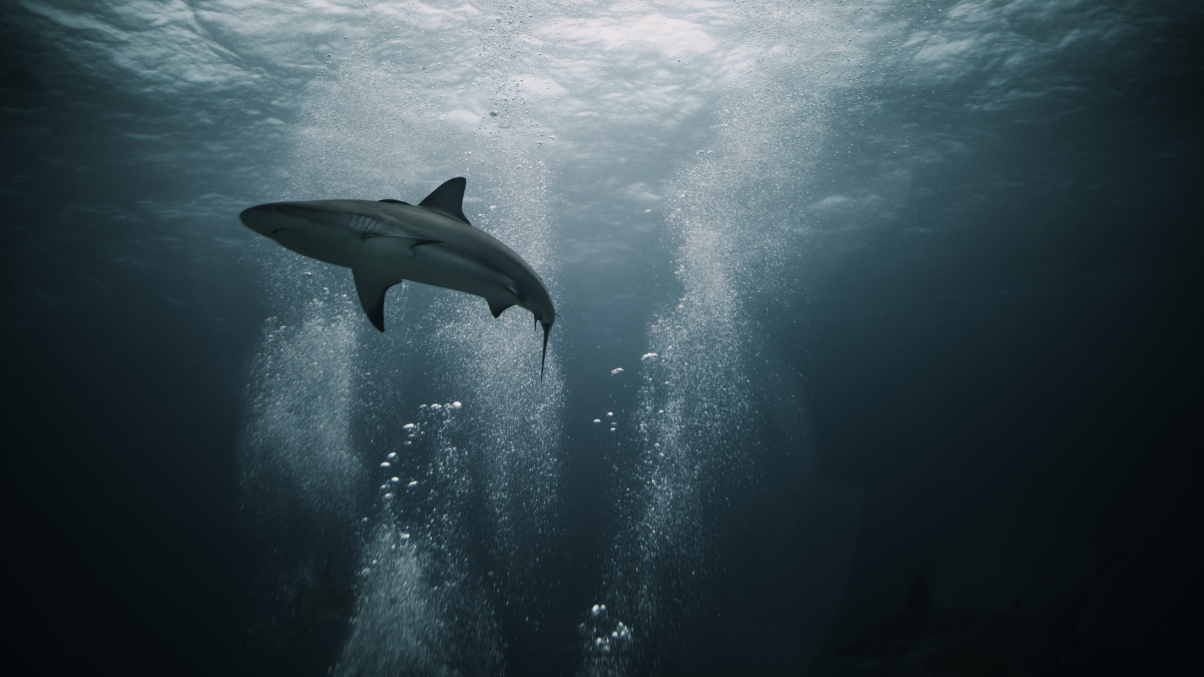 Shark pictured from a Triton Sub. Allison Markova